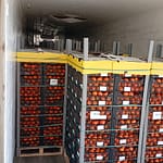 Mersin’den Klaningart’a Narenciye Sevkiyatı