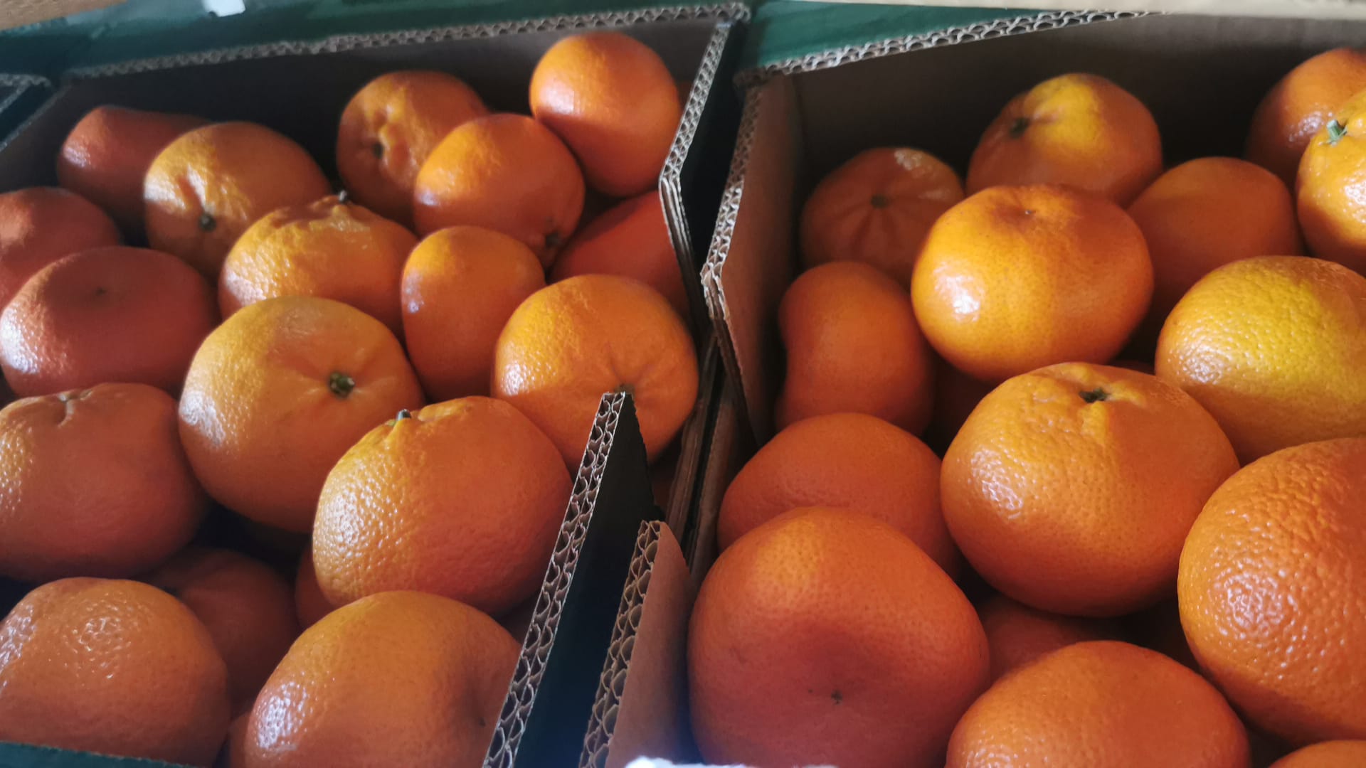 Turkey to Poland Tangerine Transport with refrigerated transport. Partial and full truck load options available with BBN Transport.