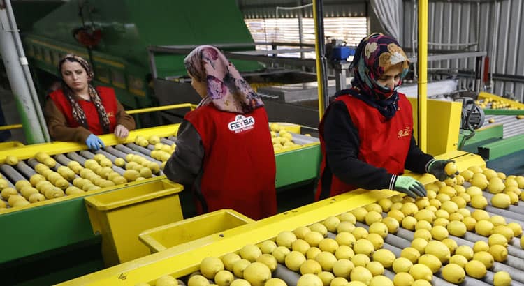 2025’te Türkiye’nin Narenciye İhracatında Yeni Dönem: Veriler ve Trendler