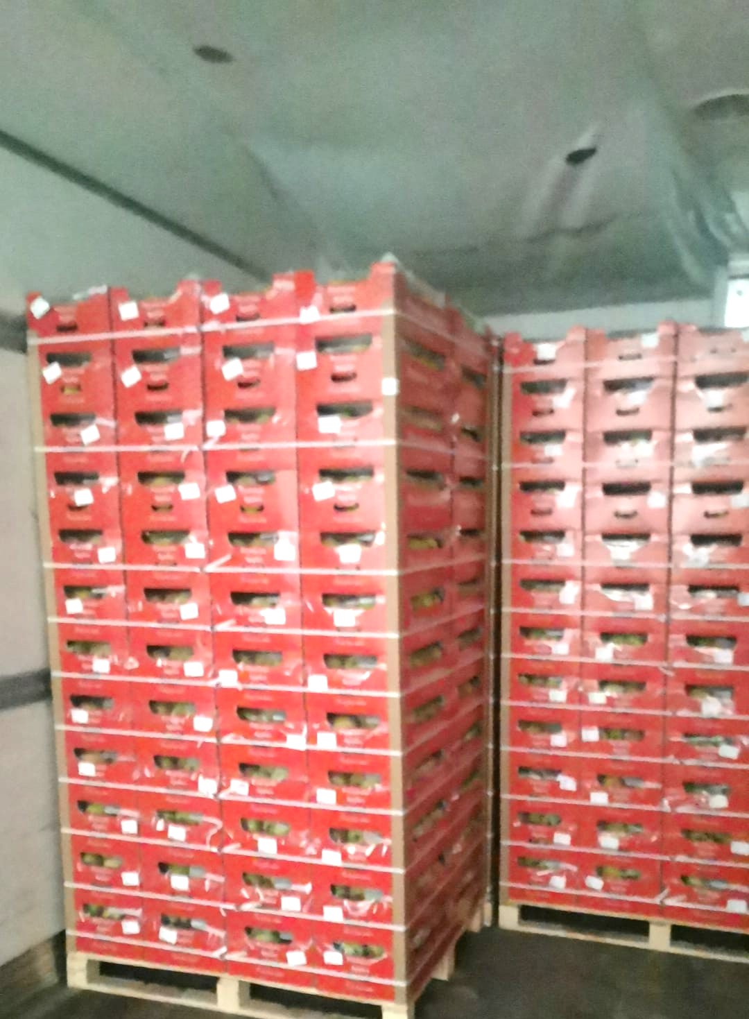 Ongoing apple transport from Poland to Jordan with scheduled departures and reliable cold chain logistics ensuring fresh and secure deliveries.