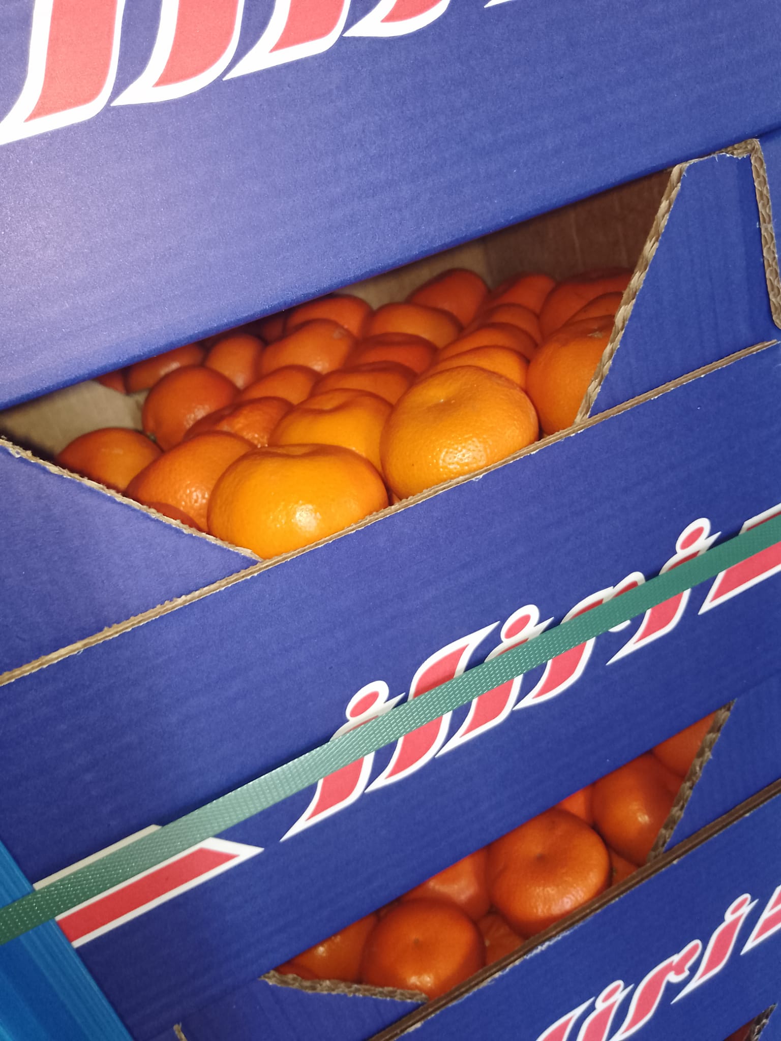 Ongoing tangerine transport from Turkey to Poland with refrigerated transport. Reliable fresh produce logistics solutions by BBN Transport